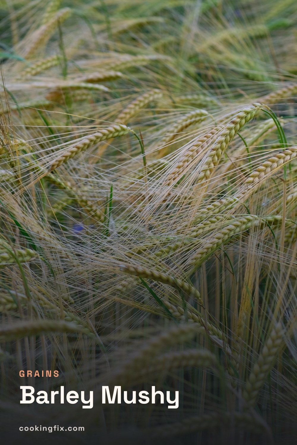 Barley Mushy
