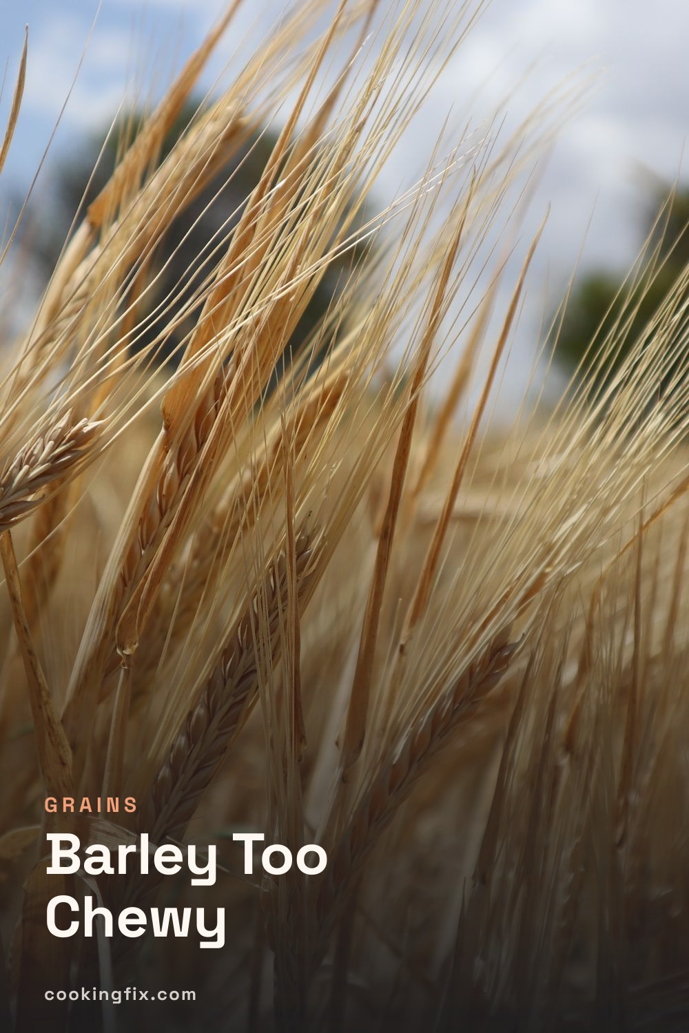 Barley Too Chewy