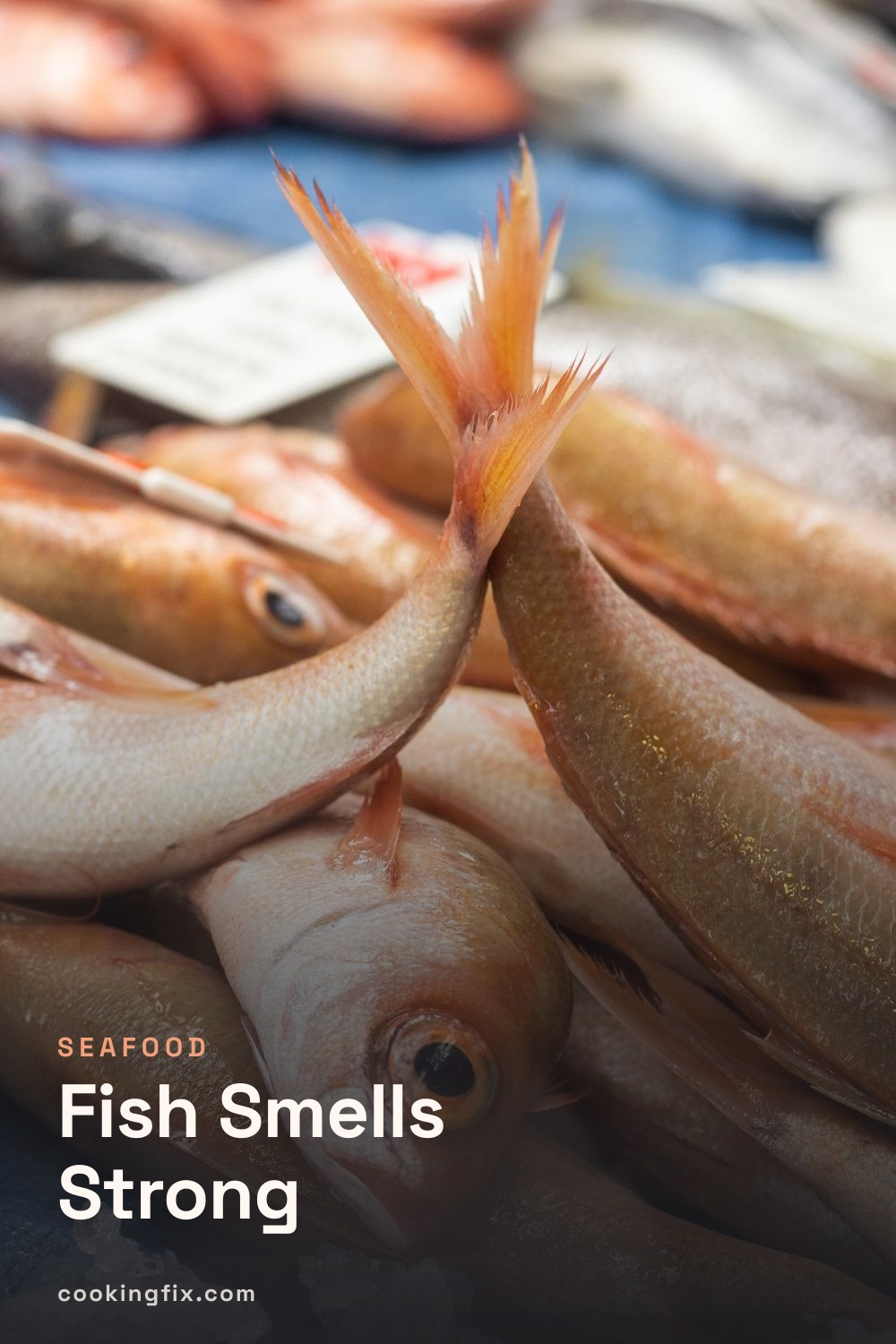 Fish Smells Strong